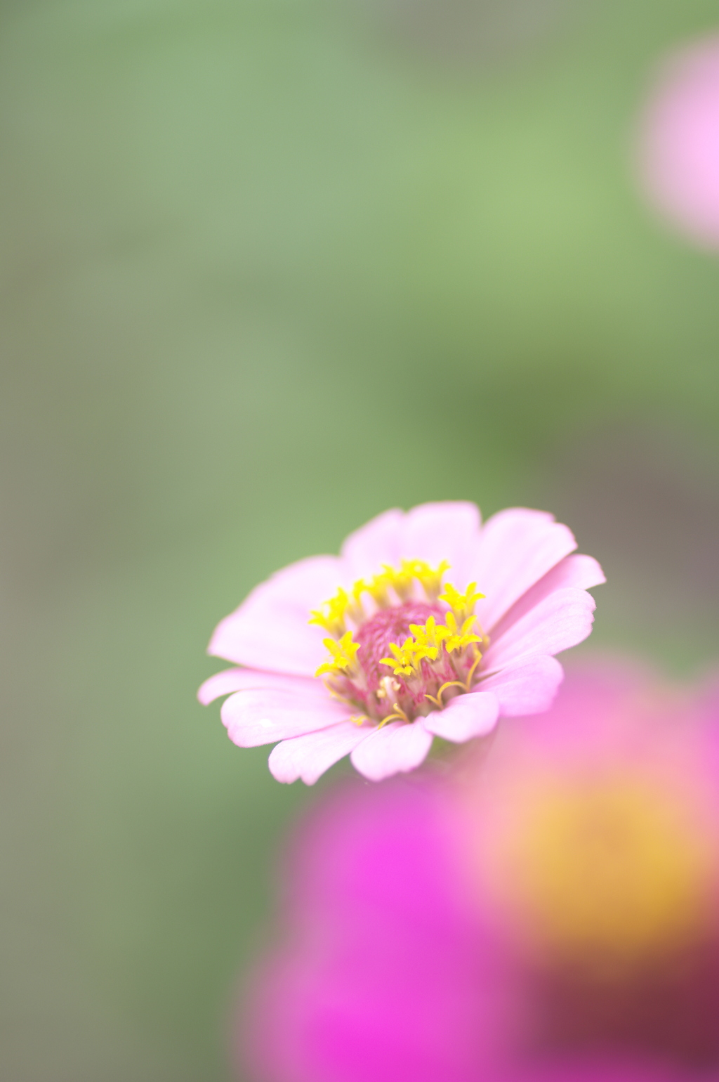 百日草たち