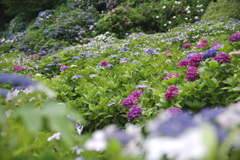紫陽花寺の庭