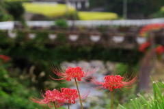 彼岸花と橋