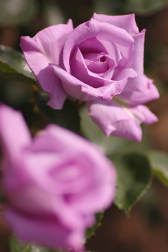 日差しを浴びる紫の薔薇