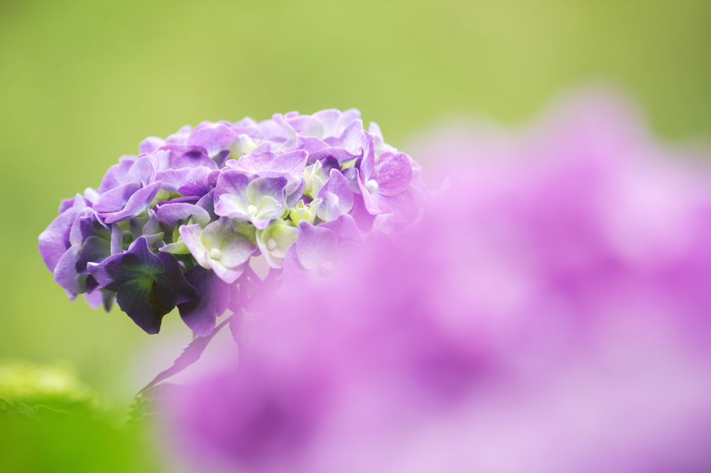 赤紫の紫陽花