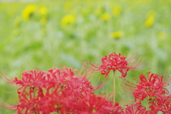 ひまわり畑の彼岸花