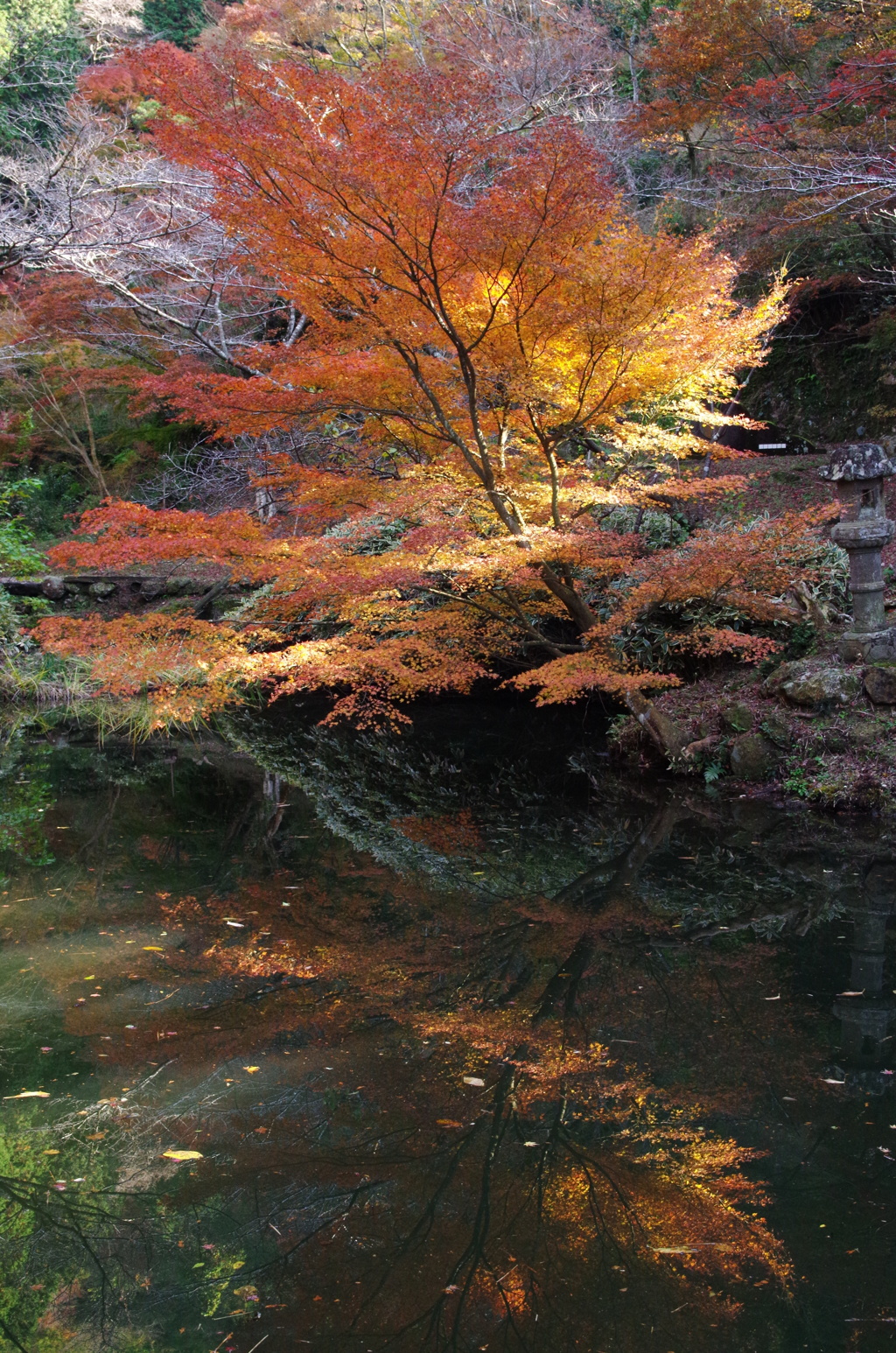 紅葉の水鏡