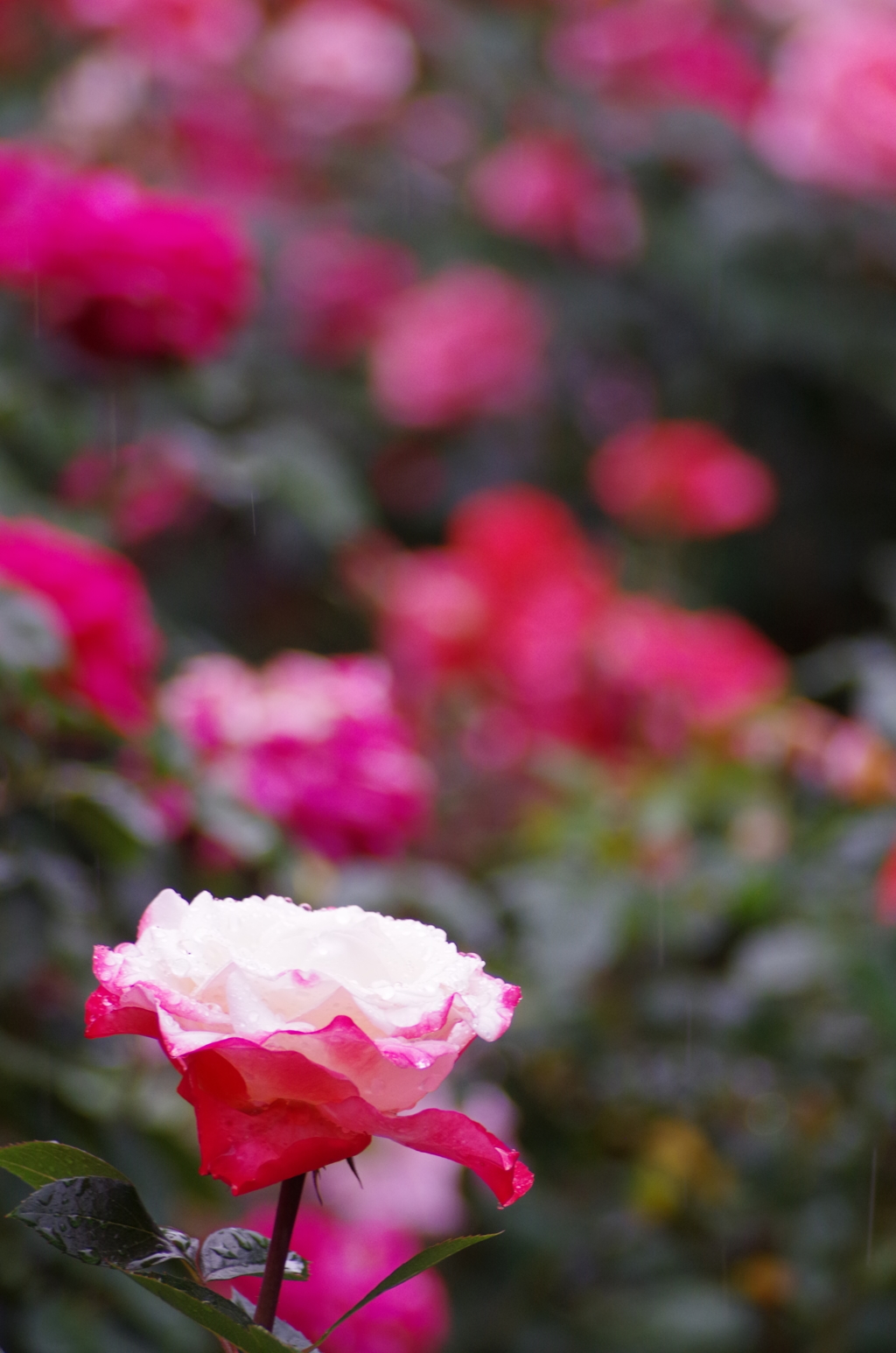 小雨に濡れる薔薇