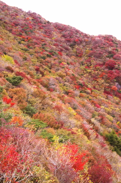 妙見岳斜面の紅葉
