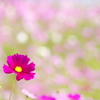 コスモス畑で映える花