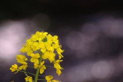 川辺の菜の花