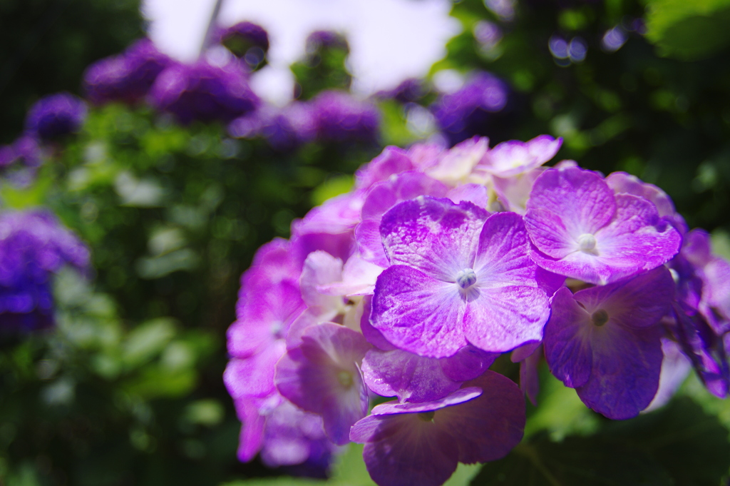 照らされる紫陽花たち