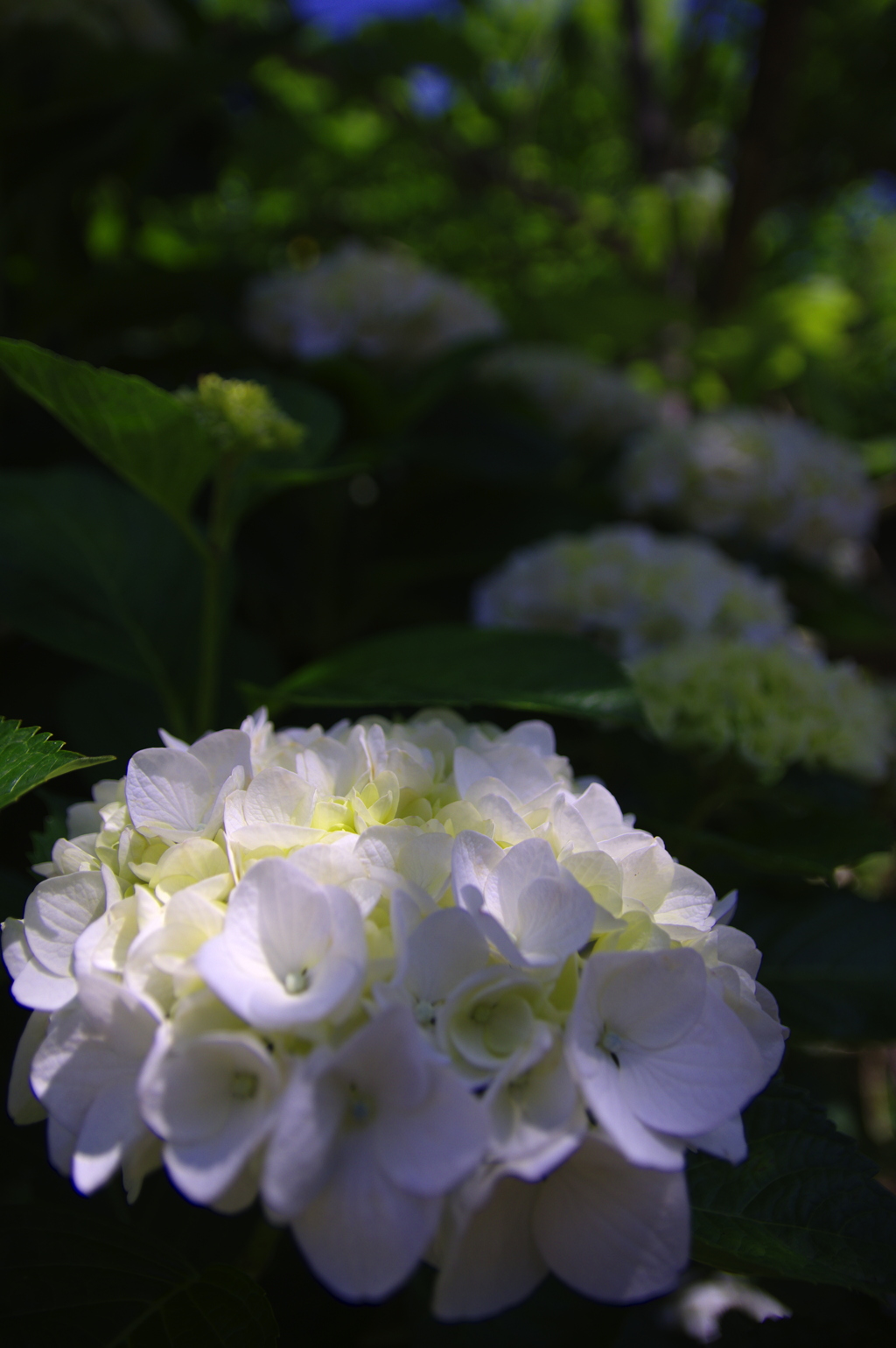 木漏れ日の当たる白い紫陽花