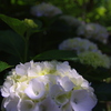 木漏れ日の当たる白い紫陽花