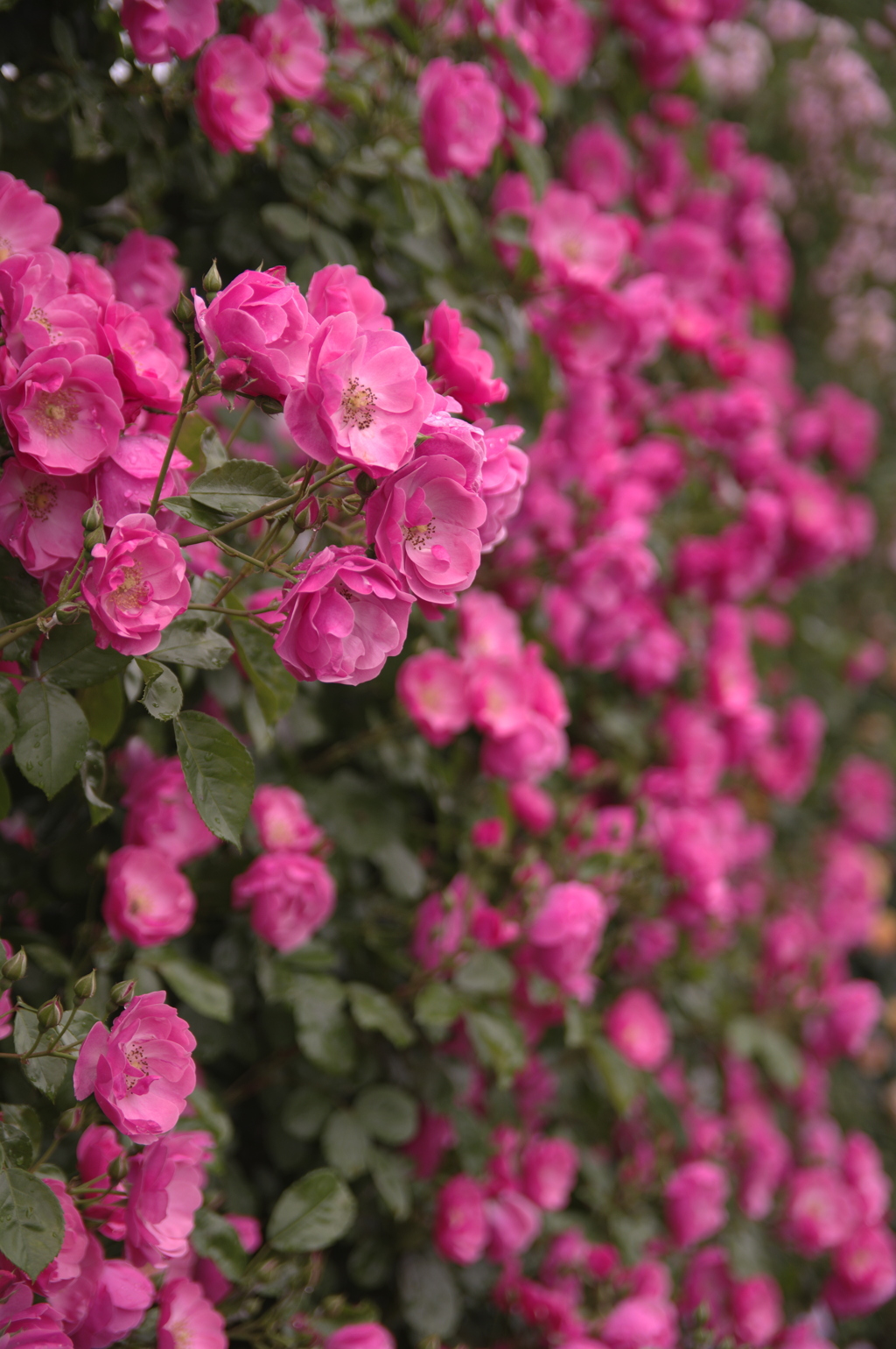 つる薔薇の生垣