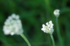 白い小さな花たち