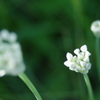 白い小さな花たち