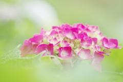 赤紫の紫陽花