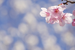 桜並木に咲く