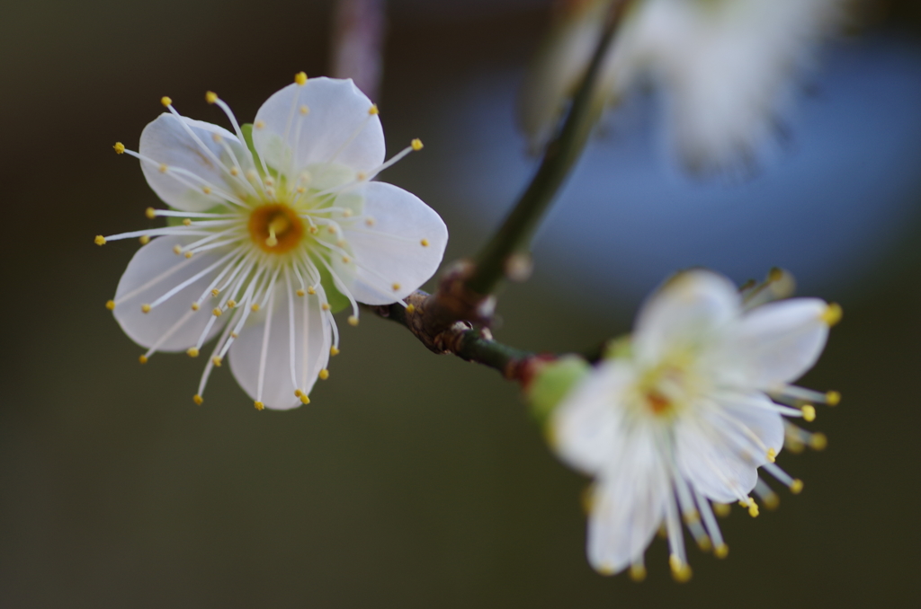 梅の開花１