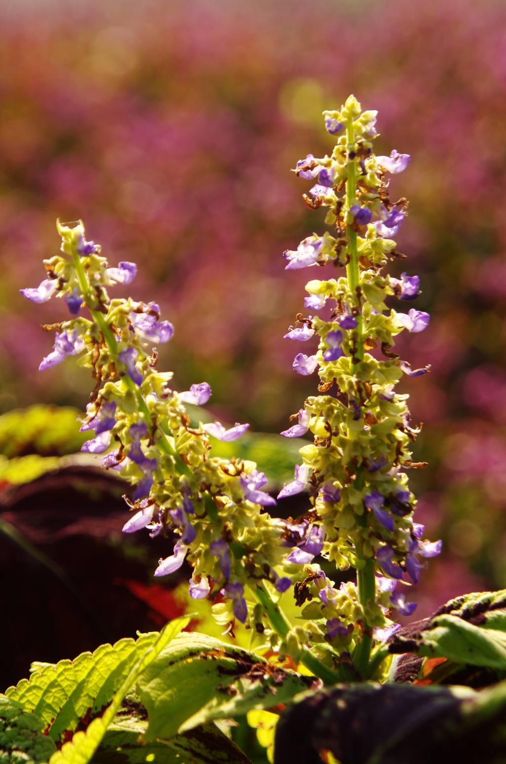 夕暮れの花壇