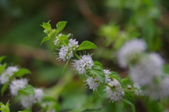 秋の紫の花１