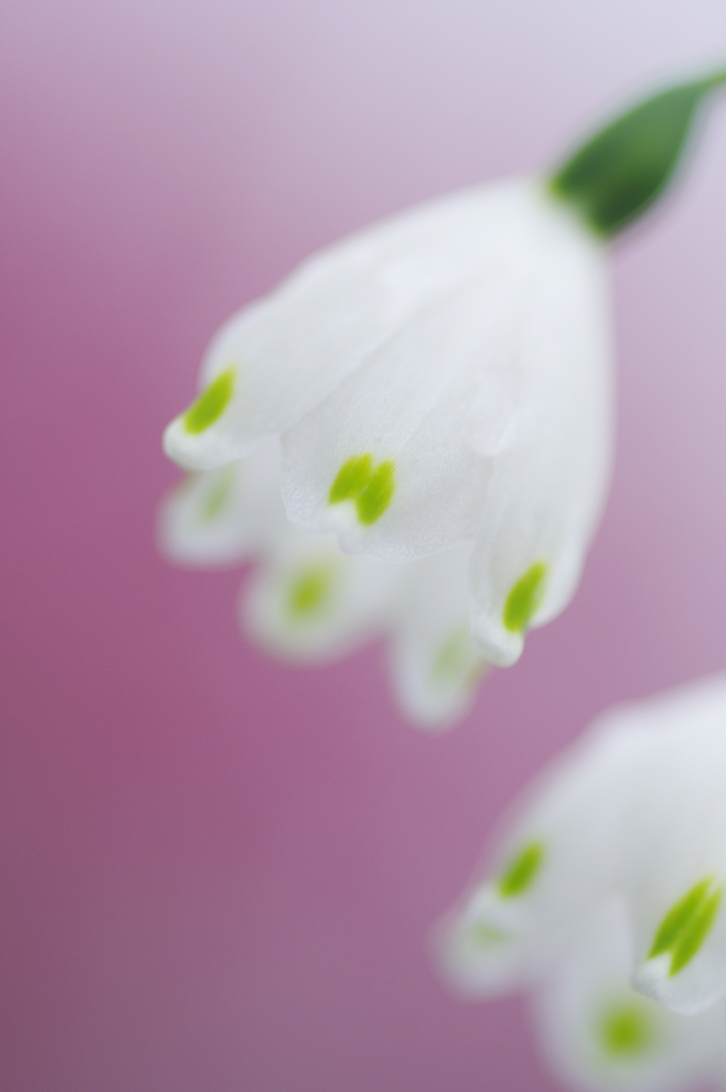 桜を背景に