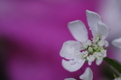 雨上がりの小さな花