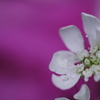 雨上がりの小さな花