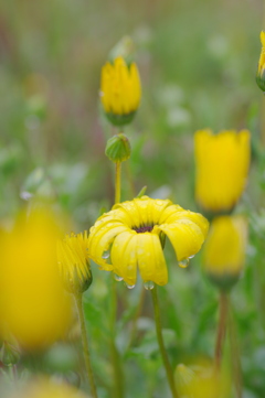 雫のついた黄色いガザニアの花