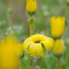 雫のついた黄色いガザニアの花