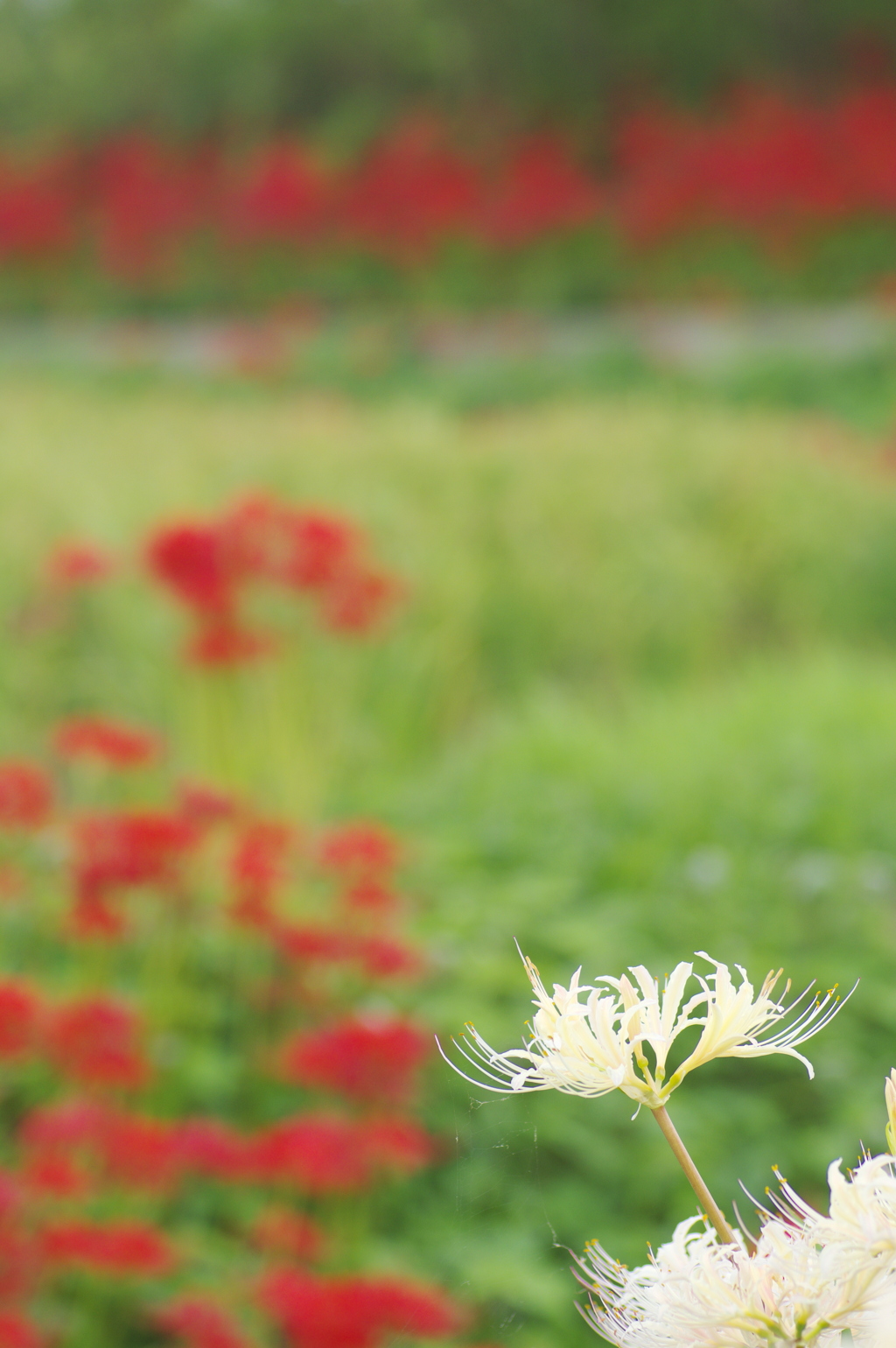 紅白の彼岸花