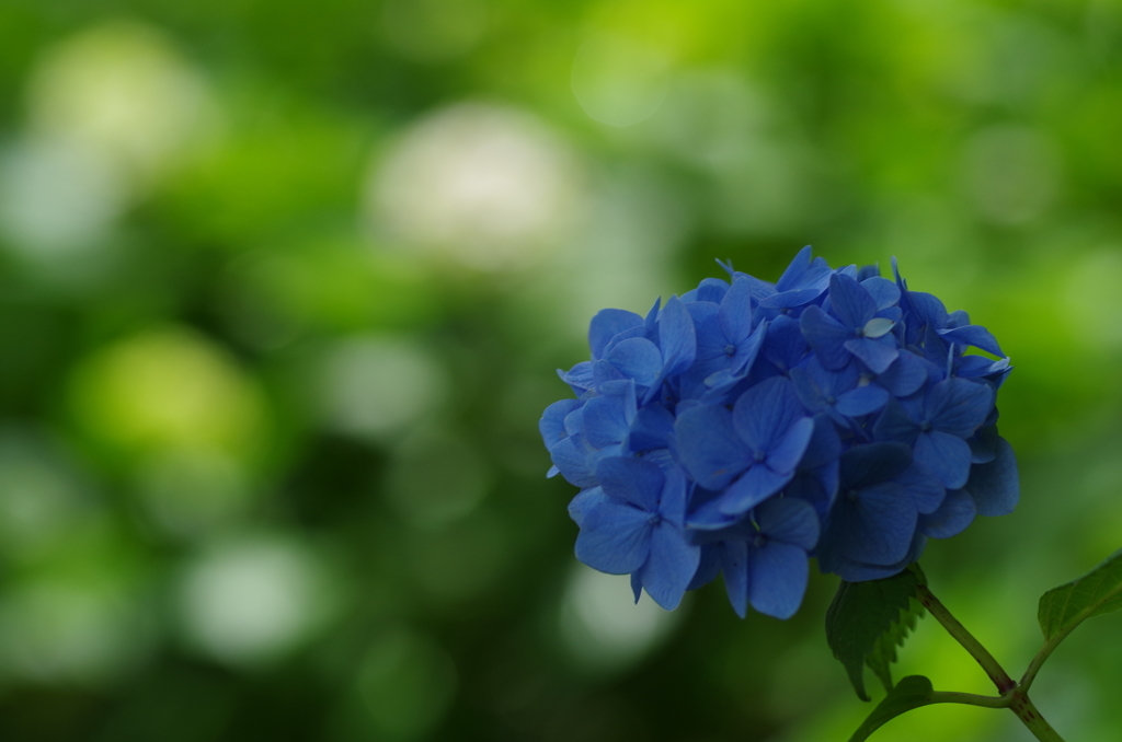 林の中の紫陽花