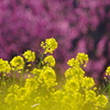 菜の花と花桃