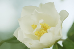 きれいに咲いた白い椿