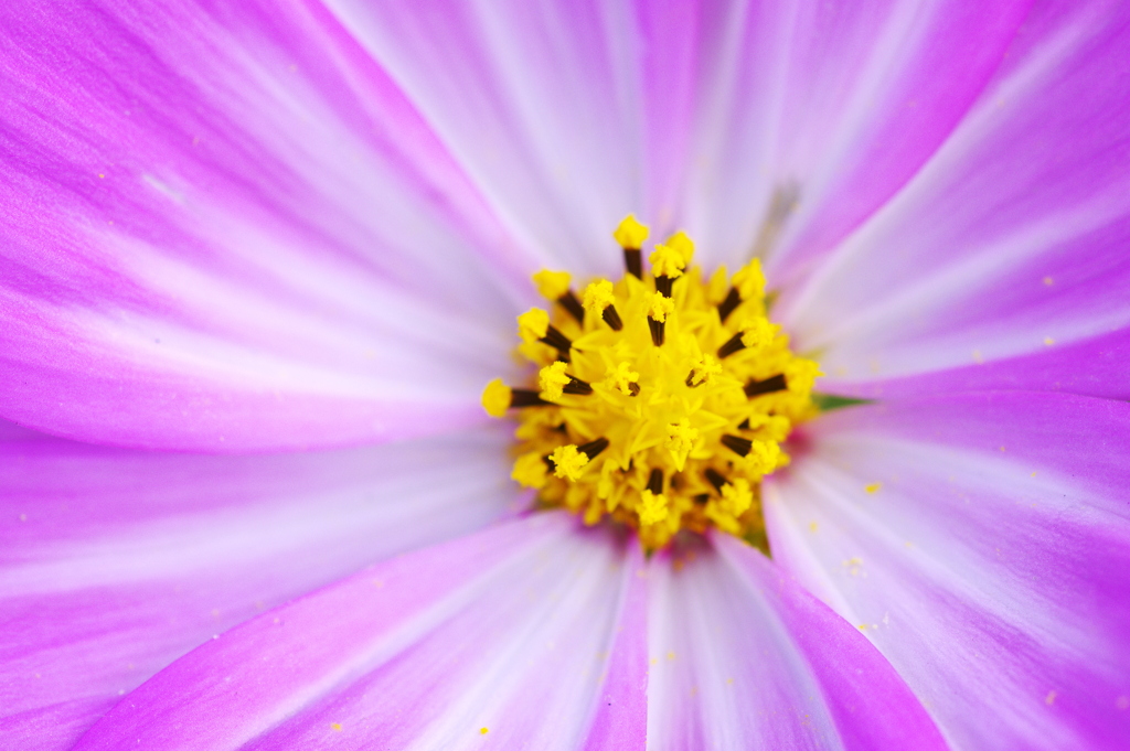 鮮やかな花芯