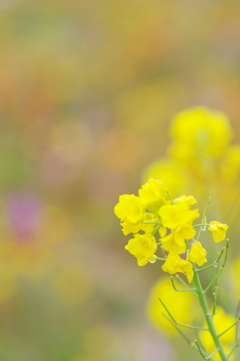 花壇のそばに咲く菜の花