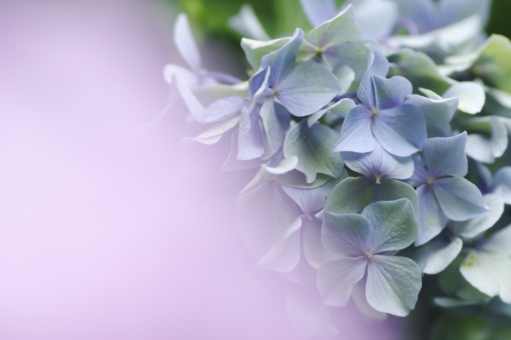 紫陽花