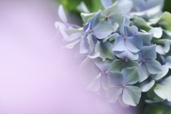 紫陽花