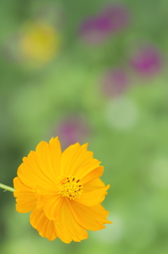 キバナコスモスと花たち