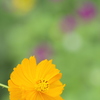 キバナコスモスと花たち