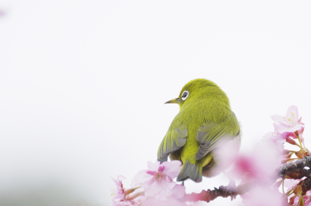 遠くを見つめて