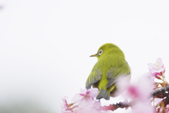 遠くを見つめて