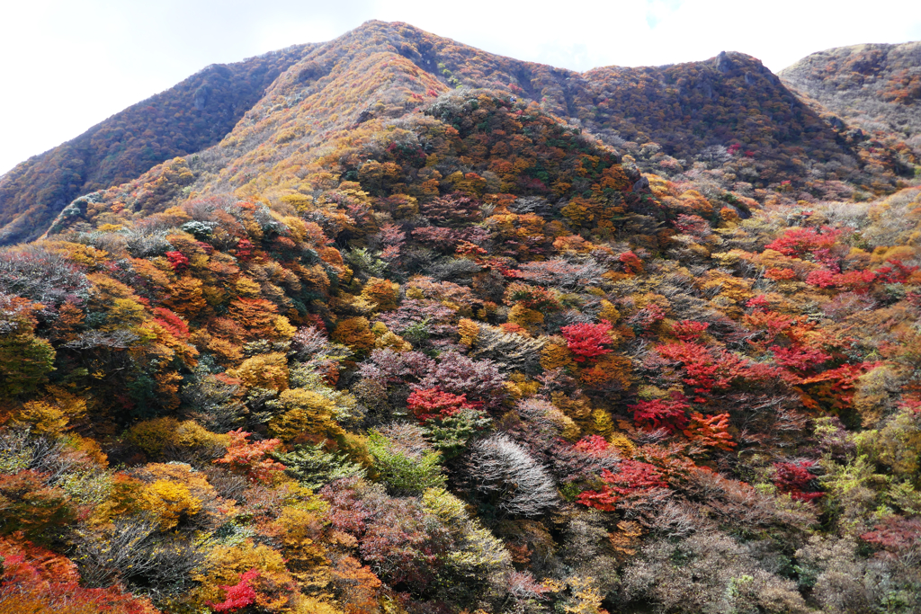 尾根線の紅葉