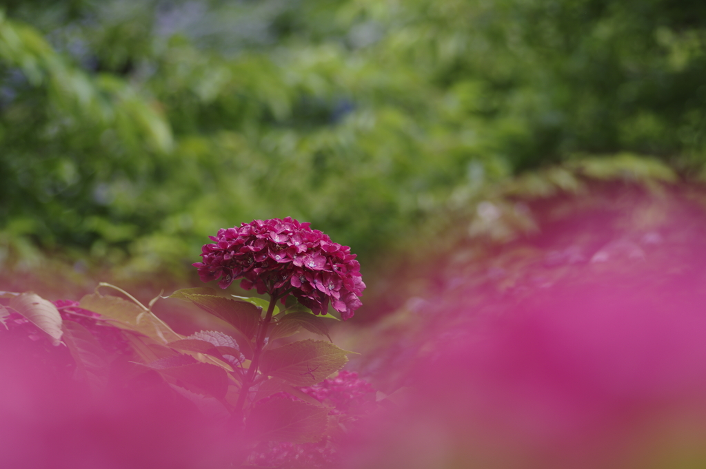 紫に浮かぶ紫陽花