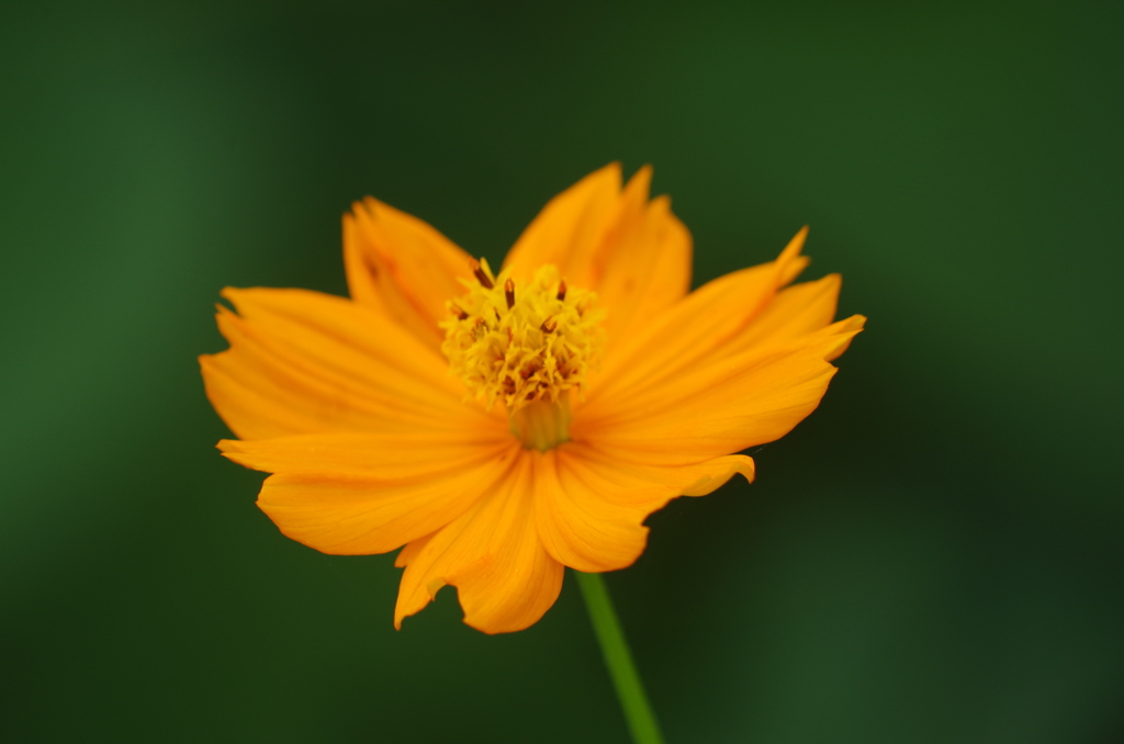 黄色コスモス 1