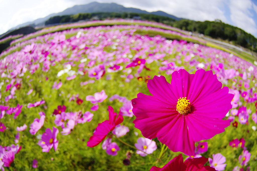 棚田のコスモス