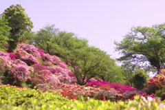 ツツジの咲く公園
