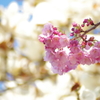 春の日差しの中で
