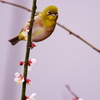 何ですか？