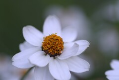 冬の白い花