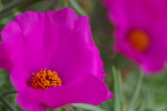 夏の紫色の花４