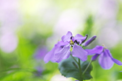 山道の紫花