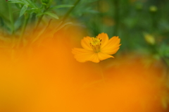 花畑４